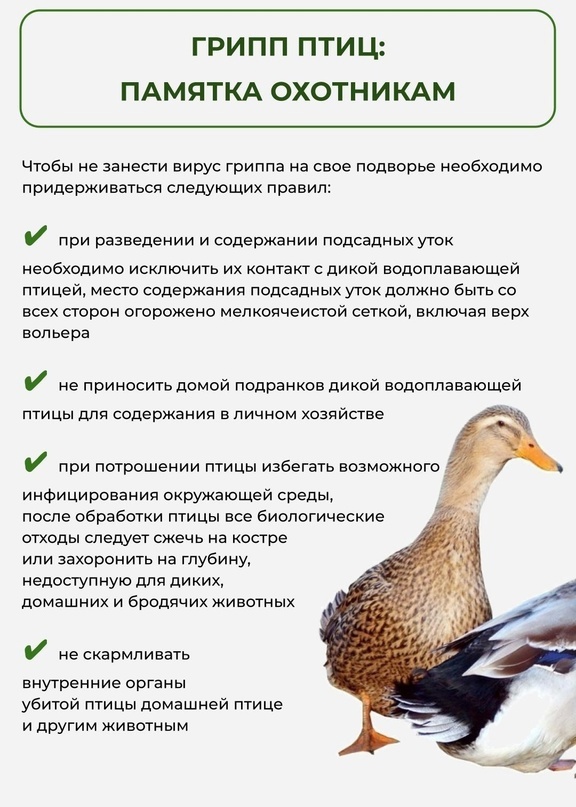Грипп птиц ПАМЯТКА ДЛЯ НАСЕЛЕНИЯ.